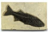 Uncommon Fish Fossil (Mioplosus) - Huge For Species! #327898-1